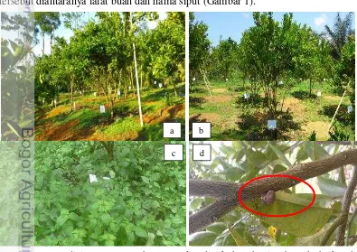 Gambar 1  Kondisi umum percobaan : a) kondisi kebun bagian bawah; b) kondisi kebun bagian atas; c) gulma babadotan yang tumbuh pada lahan penelitian; d) hama siput yang menyerang tanaman jeruk Siem Kintamani 
