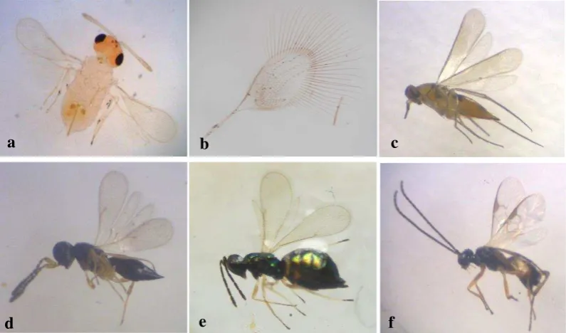 Gambar 5   Beberapa famili serangga Hymenoptera parasitoid yang ditemukan: (a) Aphelinidae, (b) sayap Mymarommatidae, (c) Elasmidae, (d) Scelionidae, (e) Eulophidae, (f) Braconidae 