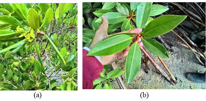 Gambar 4  Jenis tumbuhan mangrove (a) Ceriops tagal  (b) Rhizophora apipculata  