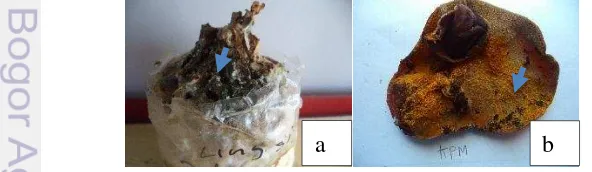 Gambar 7 Kontaminan a)  Trichoderma spp. pada baglog b) Stemonitis sp. pada 