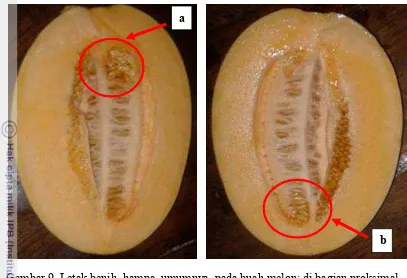 Gambar 9  Letak benih  hampa  umumnya  pada buah melon: di bagian proksimal 