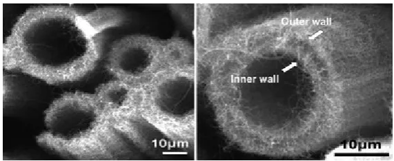 Figure. 2.1 :  Multi-walled carbon nanotubes underneath a microscope.  
