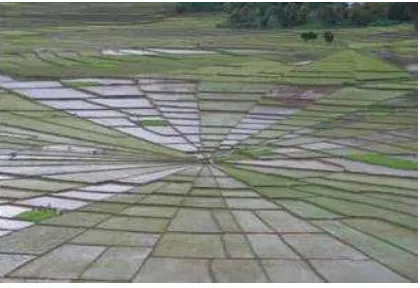 Gambar 3. Pola pertanian sawah di Manggarai 