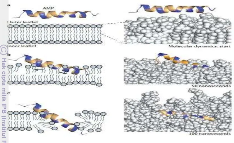 Gambar 2. Mekanisme perusakan membran oleh peptida antibakteri (Fjell et al. 2012)     