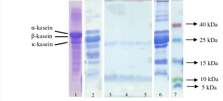 Gambar 5. Pola SDS-PAGE kasein pada gel pemisah 15%. 1. Natrium kaseinat (Luo et 