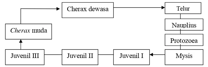 Gambar 3.  Skema siklus hidup Cherax (Sokol, 1988 dalam Tapilatu, 1996)  