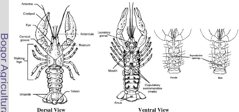 Gambar 2.  Struktur morfologis Cherax sp (dilihat dari arah punggung dan perut ; 