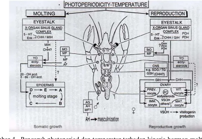 Gambar 4.  Pengaruh photoperiod dan temperatur terhadap kinerja hormon molting dan 