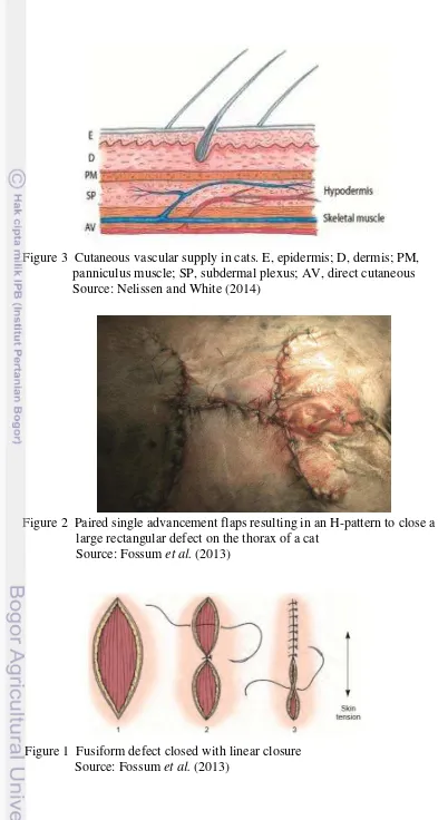 Figure 3  Cutaneous vascular supply in cats. E, epidermis; D, dermis; PM,  