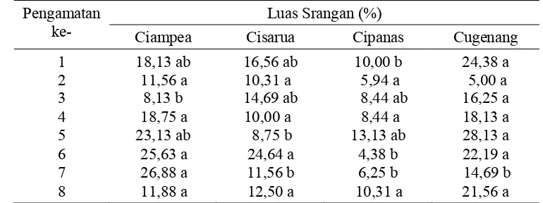 Tabel 2 Jumlah gulungan daun per tanaman di Kecamatan Ciampea, Cisarua, Cipanas  dan Cugenang