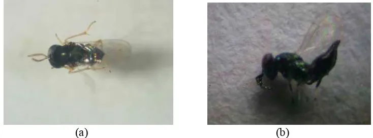 Gambar 9 Parasitoid telur E. thrax (a, Famili Encyrtidae; b, Famili Eulophidae).  