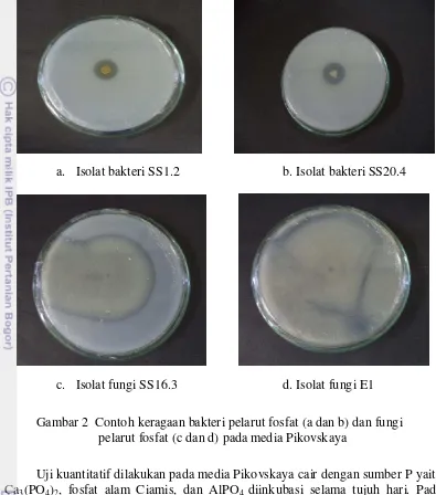 Gambar 2  Contoh keragaan bakteri pelarut fosfat (a dan b) dan fungi 