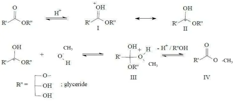 Gambar 3. Mekanisme reaksi transesterifikasi minyak nabati dengan metanolmenggunakan katalis asam (Schuchardtet al., 1998)  