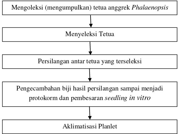 Gambar 1. Tahapan strategi untuk mendapatkan anggrek Phalaenopsis hibrida 