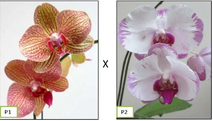 Tabel 1.  Persilangan dialel lengkap dua tetua anggrek Phalaenopsis hibrida. 
