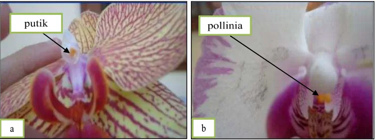 Gambar 4. Cara menyilangkan (a) pollinia diambil dari tetua jantan, & (b)                   pollinia dari tetua betina; lalu diletakkan atau dimasukkan dengan                    tusuk gigi ke putik dari tetua jantan begitu juga sebaliknya
