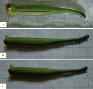 Gambar  5. Polong buah hasil persilangan anggrek Phalaenopsis hibrida      (a) P1 x P1; (b) P1 x P2; (c) P2 x P1, yang dipanen pada umur                           ± 4 bulan setelah penyerbukan bunga