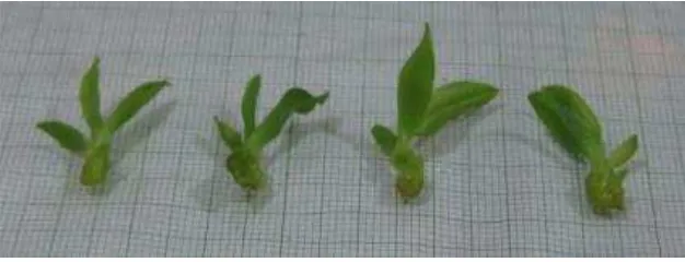 Gambar 7.  Seedling anggrek Phalaenopsis in vitro yang berumur ± 4 bulan sejak  