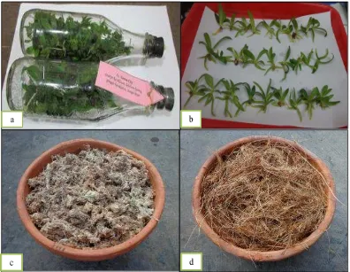 Gambar 8.  Bibit botolan anggrek Phalaenopsis                   diaklimatisasi dengan media tanam sphagnum moss (c); dan sabut   hibrida (a dan b); yang siap                     kelapa (d)
