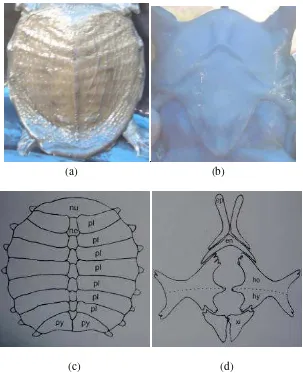 Gambar 2.  Karapas (a), plastron (b) (dokumentasi pribadi, 2007), tulang perisai punggung (c), dan tulang perisai perut dari juvenil labi-labi (d) (Iskandar 2000)