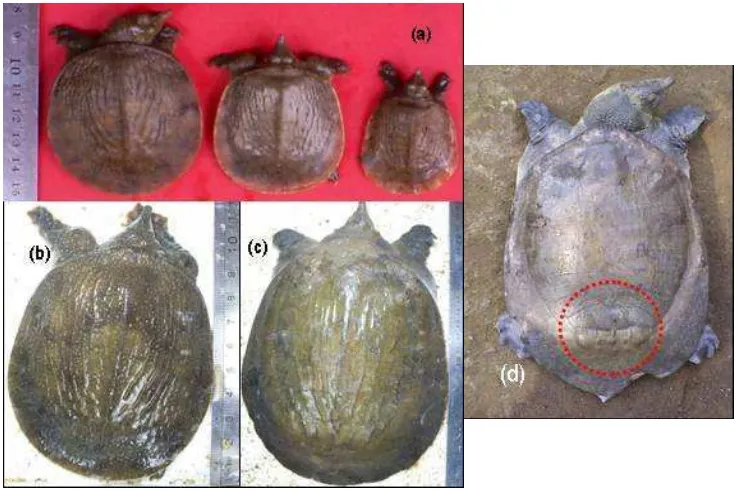 Gambar 10. Pewarnaan plastron labi-labi belawa (Kusrini et al. 2007). 