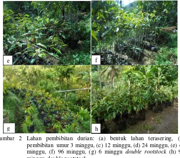 Gambar 2 Lahan pembibitan durian: (a) bentuk lahan terasering, (b)    