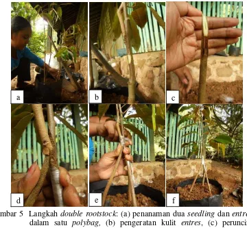 Gambar 5  Langkah double rootstock: (a) penanaman dua seedling dan entres ke 