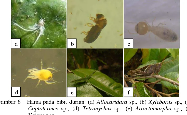 Gambar 6   Hama pada bibit durian: (a) Allocaridara sp., (b) Xyleborus sp., (c)   