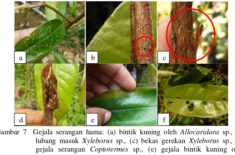 Gambar 8  Kepadatan populasi hama yang menyerang bibit durian 