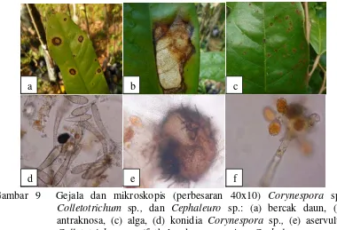 Gambar 9  Gejala dan mikroskopis (perbesaran 40x10) Corynespora sp., 