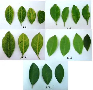 Gambar 2 Daun bergejala (I) dan tidak bergejala (H) klorosis dari tanaman dengan keparahan penyakit Berat (B), Ringan (R), dan Tidak bergejala (T)