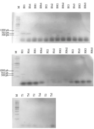 Gambar 4 Amplifikasi PCR dengan primer A2/J5 untuk huanglongbing pada tulang daun dan ranting (r) daun bergejala (I) dan tidak bergejala (H) klorosis dari tanaman dengan keparahan penyakit Berat (B), Ringan (R), dan Tidak bergejala (T)  