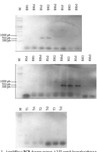 Gambar 5 Amplifikasi PCR dengan primer A2/J5 untuk huanglongbing terhadap contoh DNA templat dengan pengenceran pada 10-1 dari tulang daun dan ranting (r) daun bergejala (I) dan tidak bergejala (H) klorosis dari tanaman dengan keparahan penyakit Berat (B), Ringan (R), dan Tidak bergejala (T) 