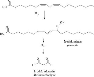Gambar 2. Mekanisme Peroksidasi PUFA 