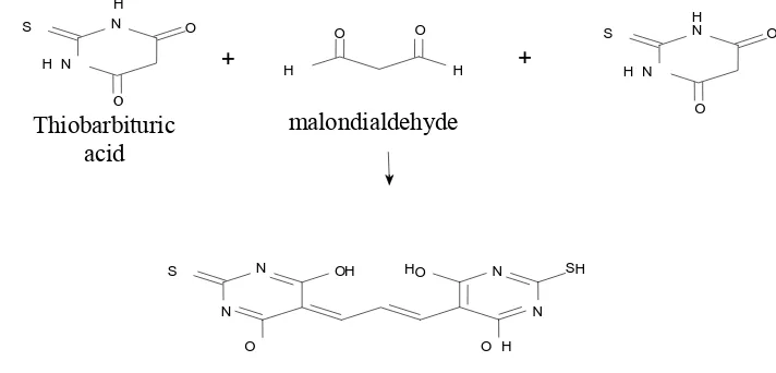 Gambar 3. Reaksi Kondensasi antara Satu Molekul MDA Dengan Dua Molekul TBA pada Kondisi Asam  
