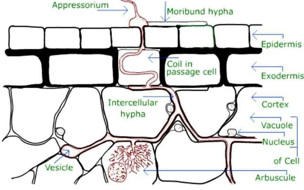Gambar 2. Penetrasi FMA pada sel tanaman (Dewi, 2007). 