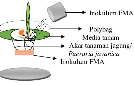 Gambar 3. Cara inokulasi spora FMA dan penanaman tanaman inang. 