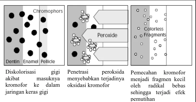Gambar 6. Mekanisme  bleaching hidrogen peroksida42  