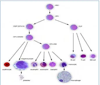 Tabel 3 Komposisi sel darah domba 
