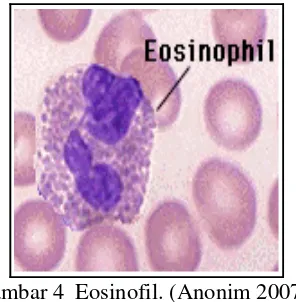 Gambar 4  Eosinofil. (Anonim 2007a) 