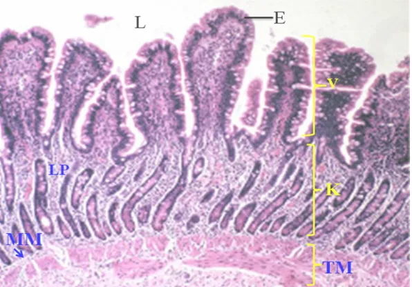 Gambar 4  Histologi usus halus (1) dan usus besar (2) secara skematis (Eurell dan Frapier 2006)