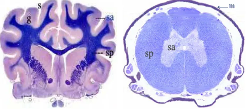 Gambar 5  Cerebrum (kiri) dan medula spinalis (kanan) (Eurell dan Frappier 2006). Keterangan: (g) girus, (s) sulcus, (sp) substansia putih, (sa) substansia abu-abu, (m) meningen