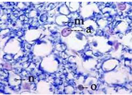 Gambar 8   Neuron dan neuroglia pada sistem saraf pusat dengan pewarnaan luxol blue dan hematoksilin (Eurell dan Frappier 2006)