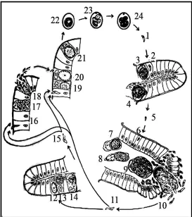 Gambar�6:�Siklus�Hidup�coccidia�pada�ayam�����������������(Levine�1985)�