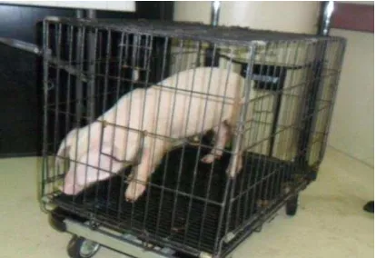 Gambar 2  Anak babi ( Sus srofa) sebagai objek penelitian 