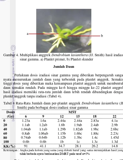 Gambar 4. Multiplikasi anggrek  Dendrobium lasianthera (JJ. Smith) hasil iradiasi 