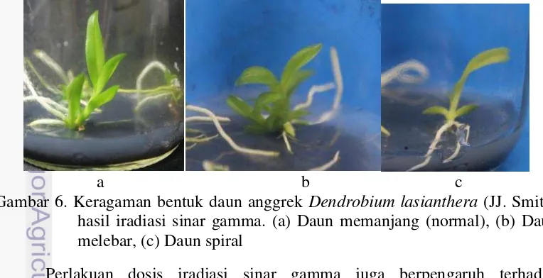 Gambar 6. Keragaman bentuk daun anggrek Dendrobium lasianthera (JJ. Smith) 