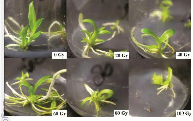 Tabel 8 Morfologi akar planlet anggrek Dendrobium lasianthera (JJ. Smith) hasil iradiasi sinar gamma pada 22 MST 