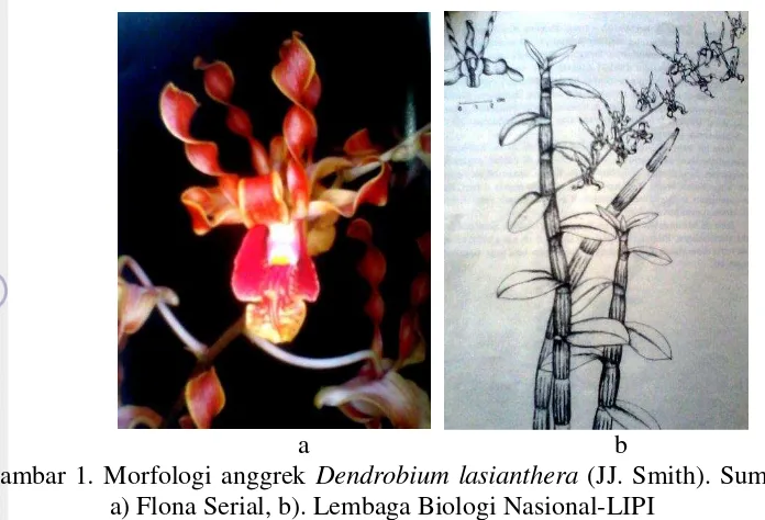 Gambar 1. Morfologi anggrek Dendrobium lasianthera (JJ. Smith). Sumber foto 