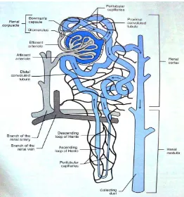 Gambar 1 Mekanisme aliran darah pada nefron (Colville et al. 2002)